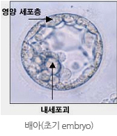 배아(초기 embryo)